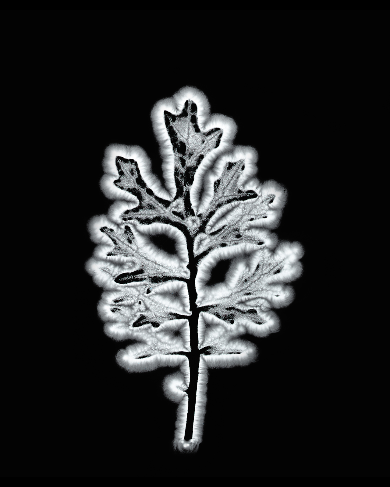 Fotografía contemporánea de descarga de una hoja de cineraria
